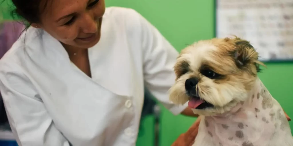 How to become a Veterinary doctor